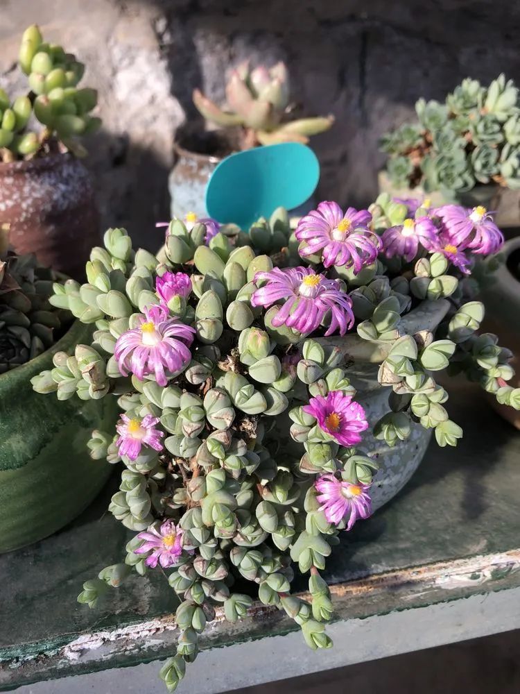 多肉小白三年励志对比养自己的花,爱自己的宇宙!