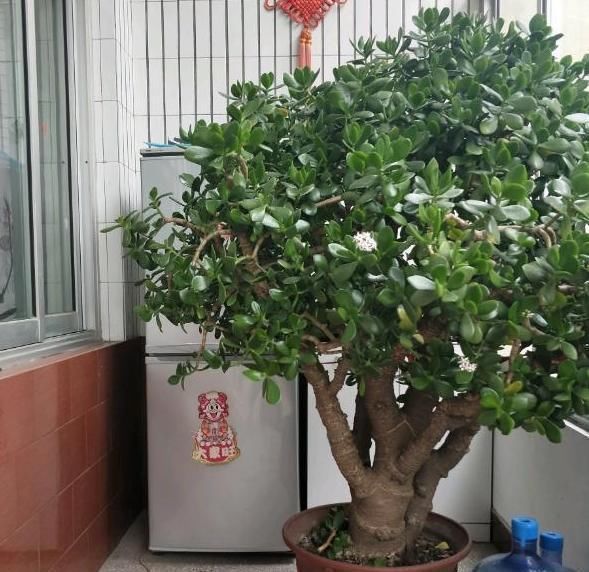 马齿苋摇身一变成“金枝玉叶”,花友1年养成老桩,高价都不卖