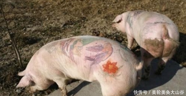 在猪身上纹身“火”了,被香奈儿买走做成2个包包,赚了50万