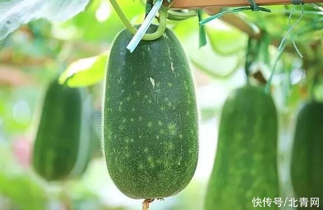 冬瓜瓤|它是夏季“消肿瓜”，堪称“水灵芝”！经常吃点，对祛湿有好处