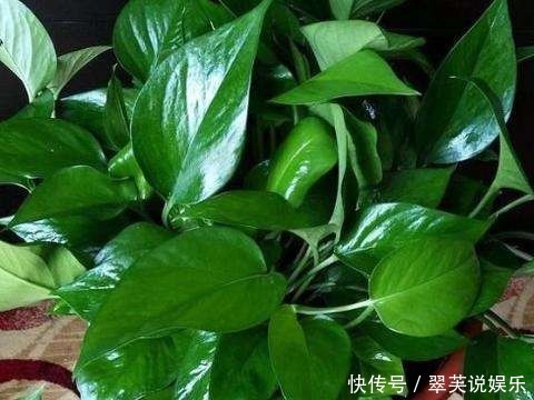 绿萝也要补营养，浇水的时候加一点，叶子不黄有精神！