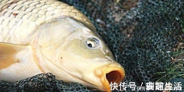 鱼钩|钓鱼二十年,现在才知鲤鱼逃跑“套路”,莫忽视,再不知情就亏了