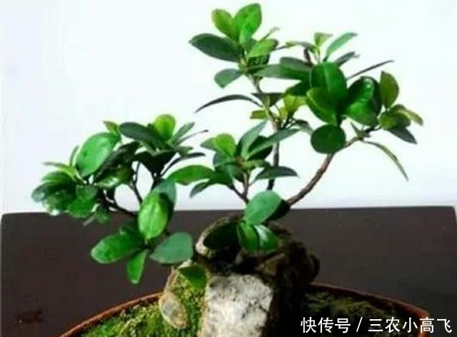 养护|榕树盆景在北方也可以养护的很好