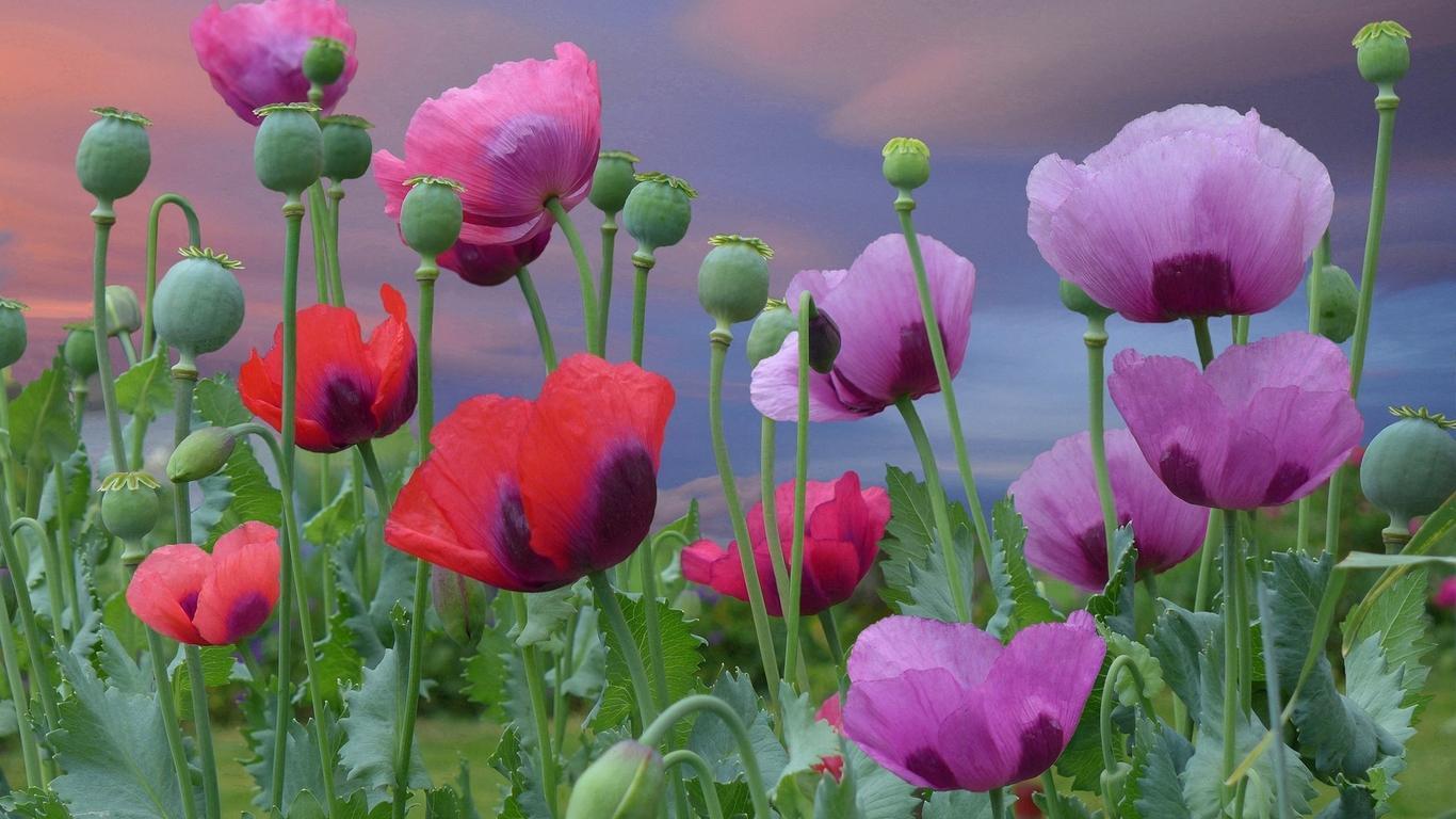 此花所代表的是希望,但却是一种危险的花,十分的好看