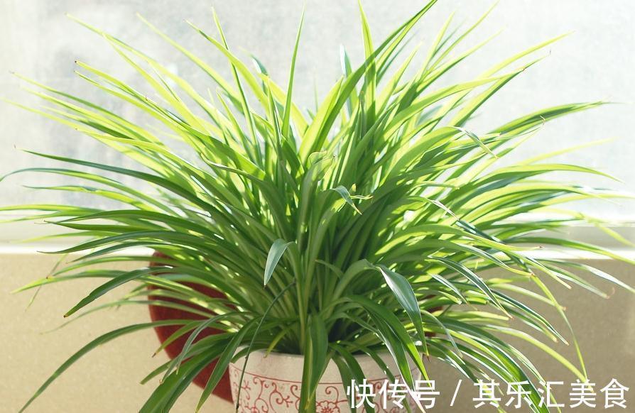 室内光线弱不用担心，我们可以养殖4种盆栽植物，四季长青