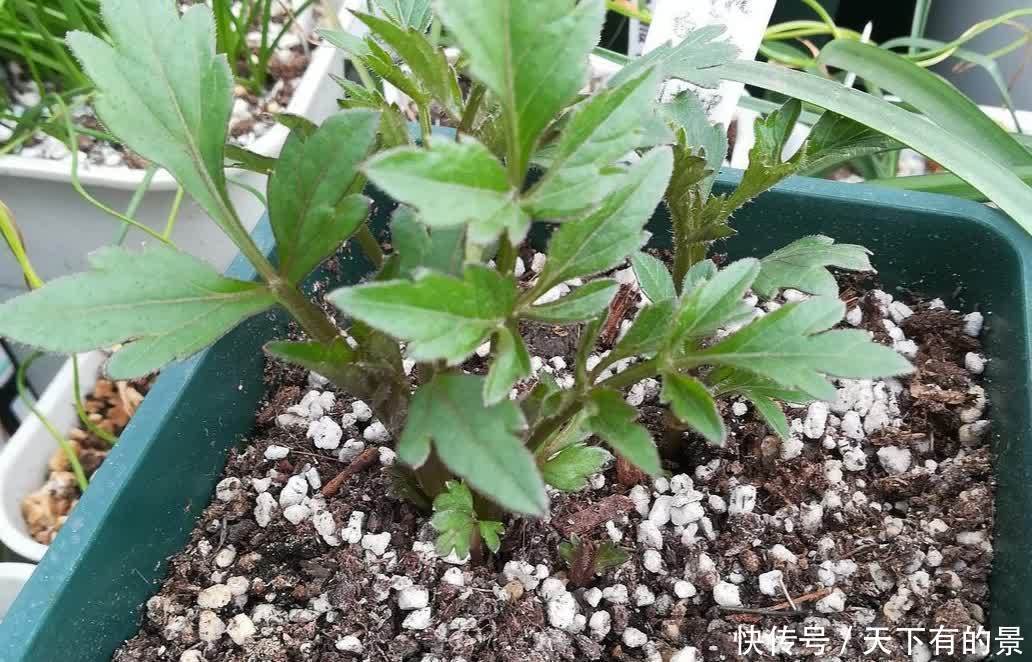 3月栽种大丽花，植株长得旺盛，夏天开满大花团