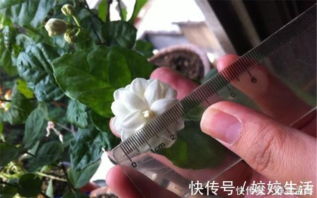 养茉莉花,掌握这5个“小窍门”,一年能开四岔花,简直是“开花机器”