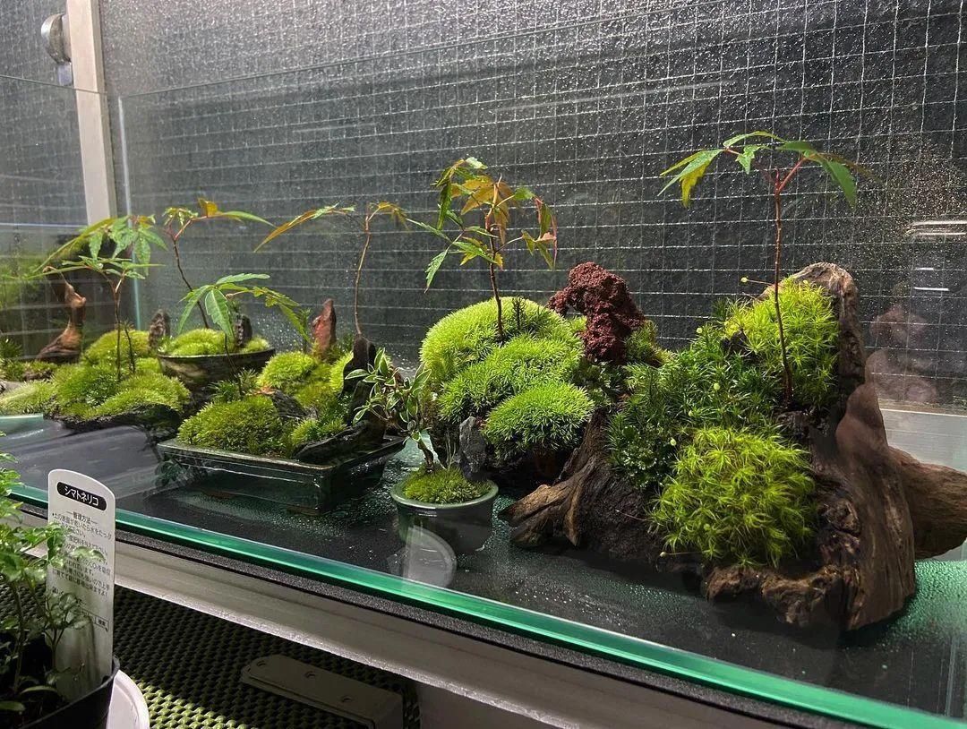 山野草，也高雅！