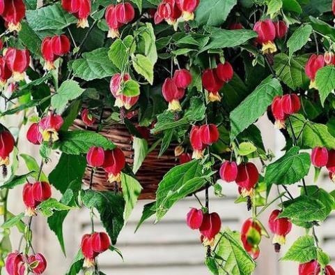 别再养绿萝吊兰了，此花好养易垂盆，吊着养开成花瀑布，四季开花