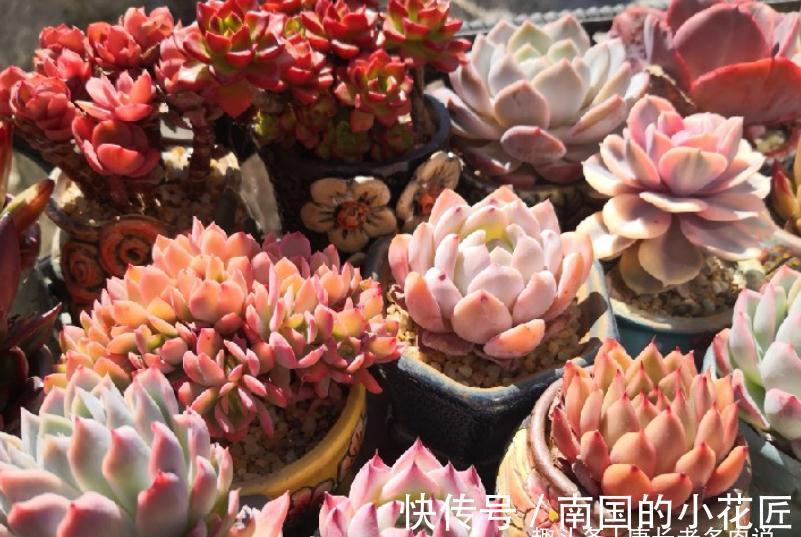 养多肉除了用陶粒垫底，我还用过其它7种东西，有一种很适合高盆