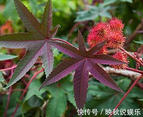 野草|这种农村的野草,不仅能治疗风湿关节痛,还能治破伤风!