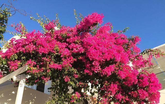 这2种大粗杆插土里,2周能生根,成活后还可以做成盆景造型