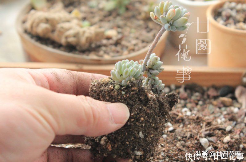 肉肉|多肉烂根变萎蔫，逃不过3个原因，对症处理恢复快