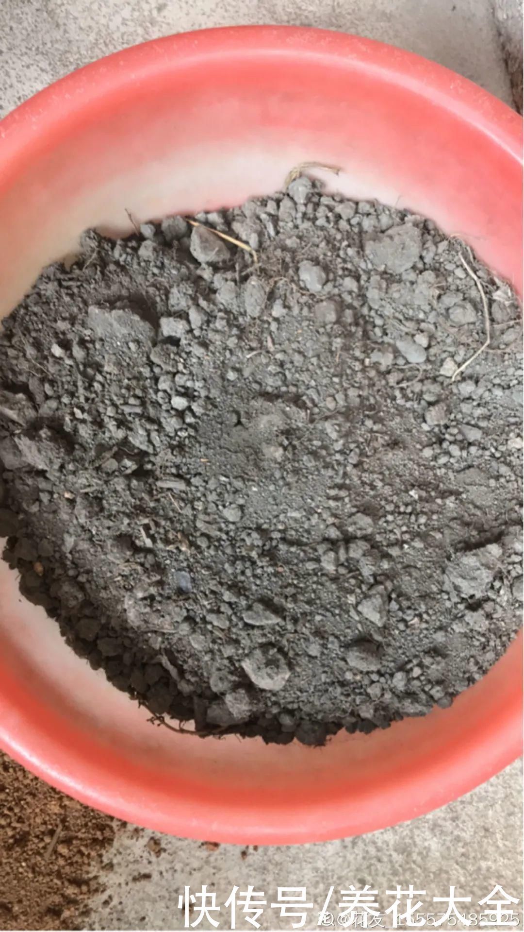 门前不栽竹,门后不留树,老祖宗传下来的养花谚语,特别准