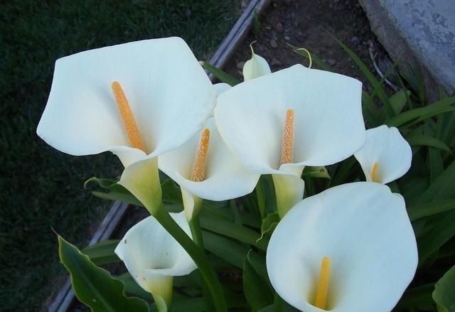 这3种花要多浇水,水多了就爆盆到处生长,夏天养正合适