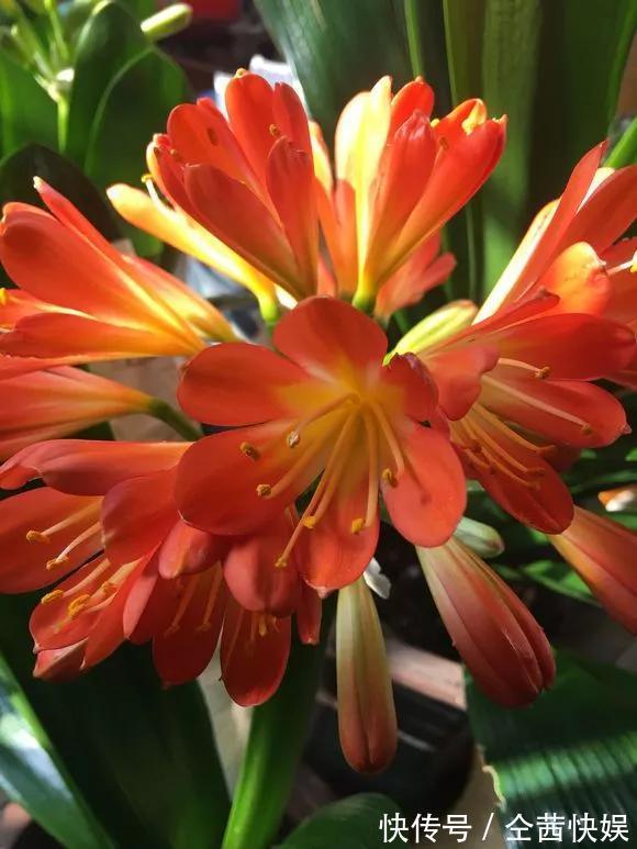 发财树|养花技巧6种花须用小盆“挤着养”,控水好、长得旺!