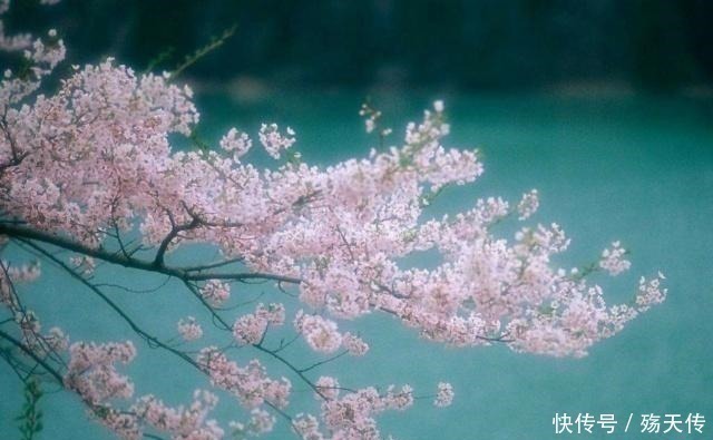 绿湾春#一首很有“心机”的诗,前四句摸不着头脑,读完最后两句会心一笑