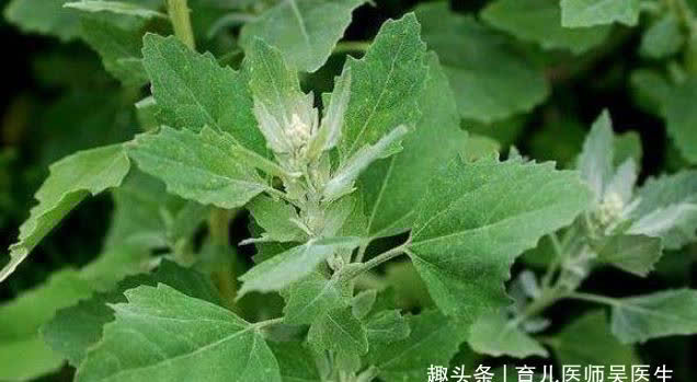 苹果|爱美女性,要多吃的好食物,补充营养,改善体质,越吃越年轻态