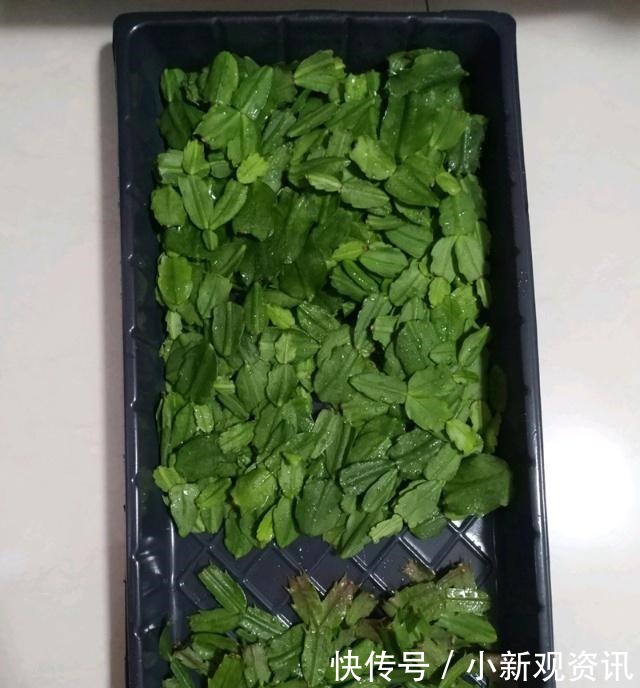 兰花|蟹爪兰花后处理及时“理发”,让它“坐月子”,来年再爆盆!