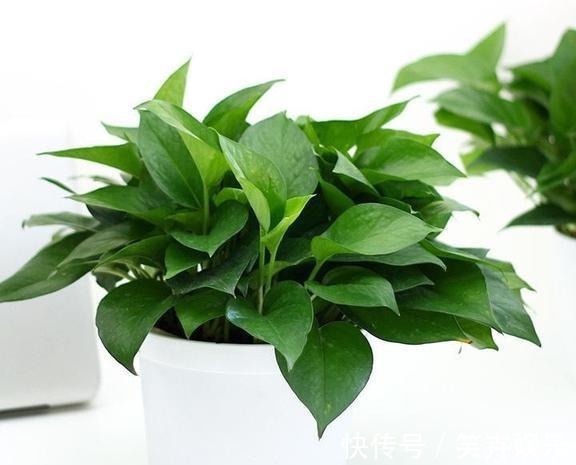 有机质|用啤酒浇花快停下,做错这一步,浇一盆死一盆!