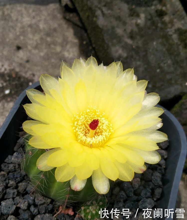 喜欢菊花,不如试试“优良玫瑰”彩纸口红,花开如唇彩,美艳秀丽