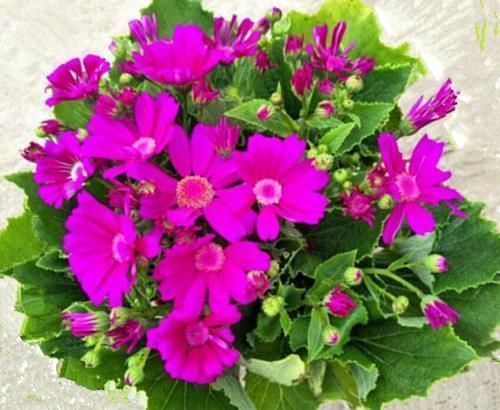 六种花从年前开到年后,花开灿烂、芬香四溢,喜庆又吉祥