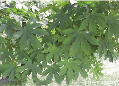 家具|刺楸木质坚硬细腻、花纹明显,好制作高级家具、乐器、工艺雕