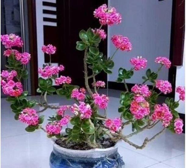 蝴蝶兰|4种花很好养,花开酷似一盏盏红灯笼,养在哪里都爆盆,惹人喜爱