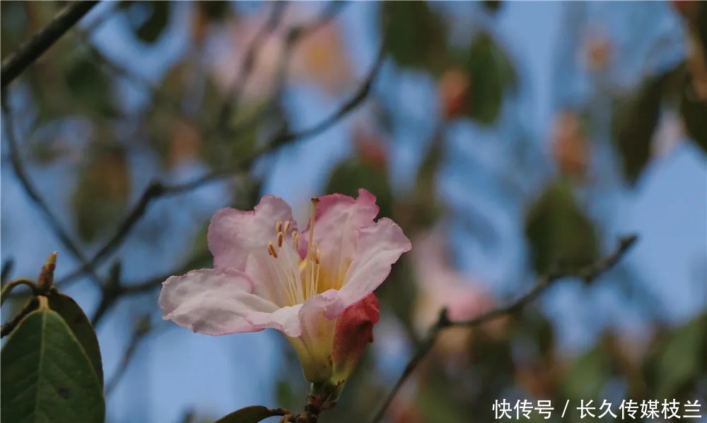 柔情蜜语|腾冲马站火山路上，花开浅夏醉清风