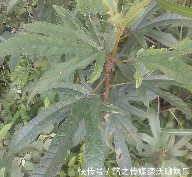 五爪龙|这植物人称“五爪龙”,看着不起眼,用处却不少,可惜不多见了