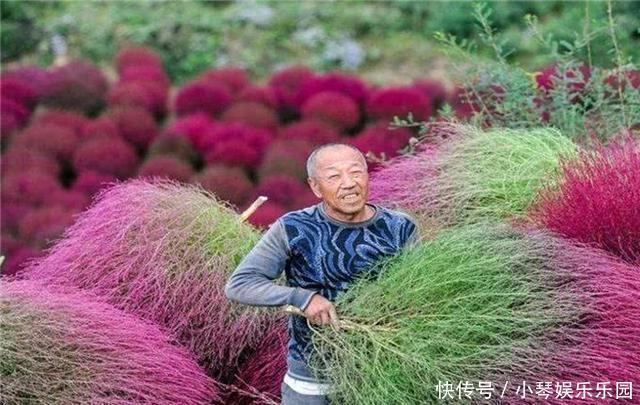 日本|世上最“委屈”的植物，在中国被用来做扫把，在日本却不一样