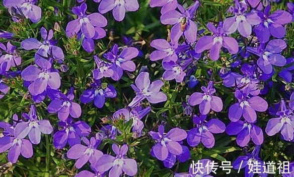 阳台种几盆香香花,清晨开窗香气溢满屋,芬芳香气好看又好养,美