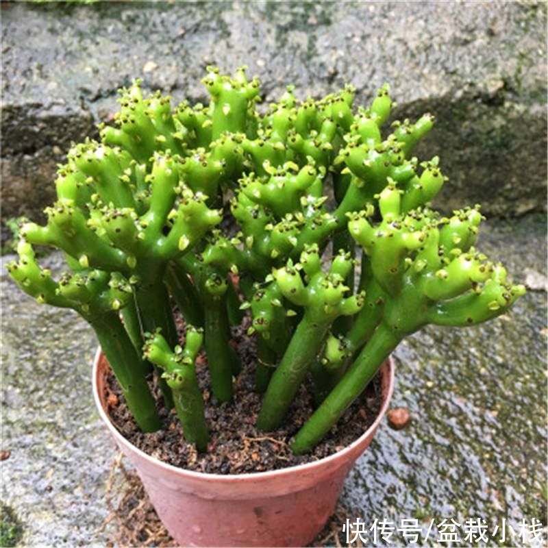 夜来香|你养的花,可能是“毒花”,盘点8种常见毒花