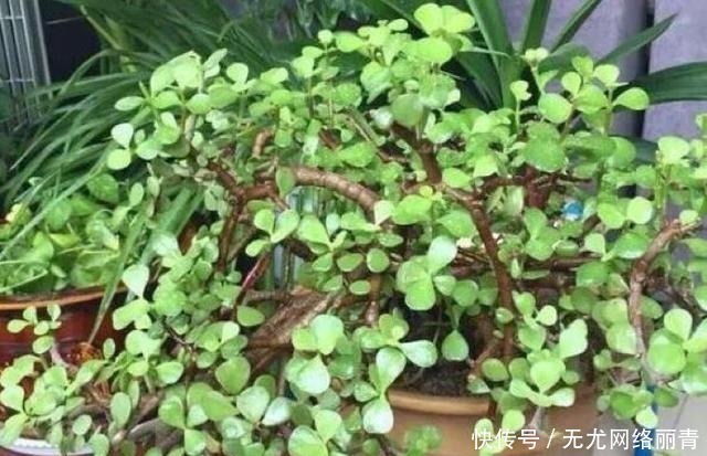 5年前养了一盆“野草”，邻居们很羡慕，说是“金枝玉叶”