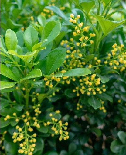 微酸性|养的“米兰花”清香扑鼻,掌握3个关键点,花开满盆,比香水好闻