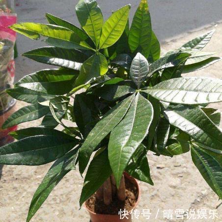 寓意|“2种树”养客厅,有“旺财运”的寓意,不施肥不浇水,一样旺盛