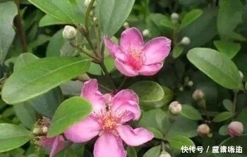 这种果子在农村到处都是,却不知道药用价值这么高,你一定见过!