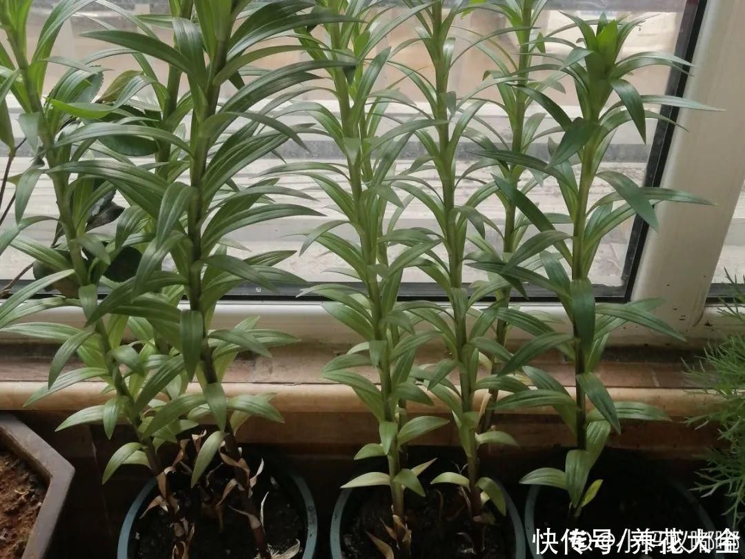 君子兰开完，会有3个“后遗症”，一定要重视