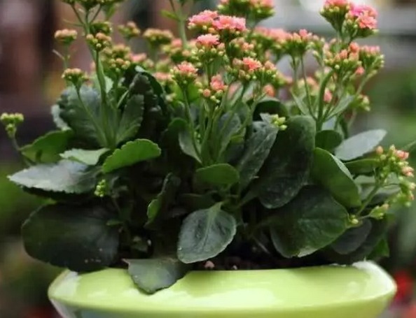 长寿花容易烂根这样浇灌，植株长势旺绝不烂根