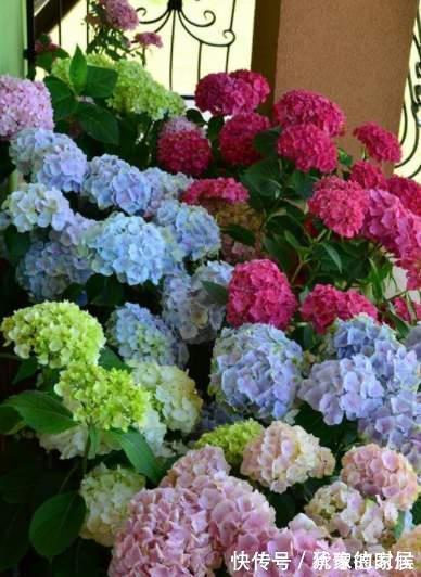 15种花有毒，家里有老人、小孩、孕妇或宠物的，要慎养