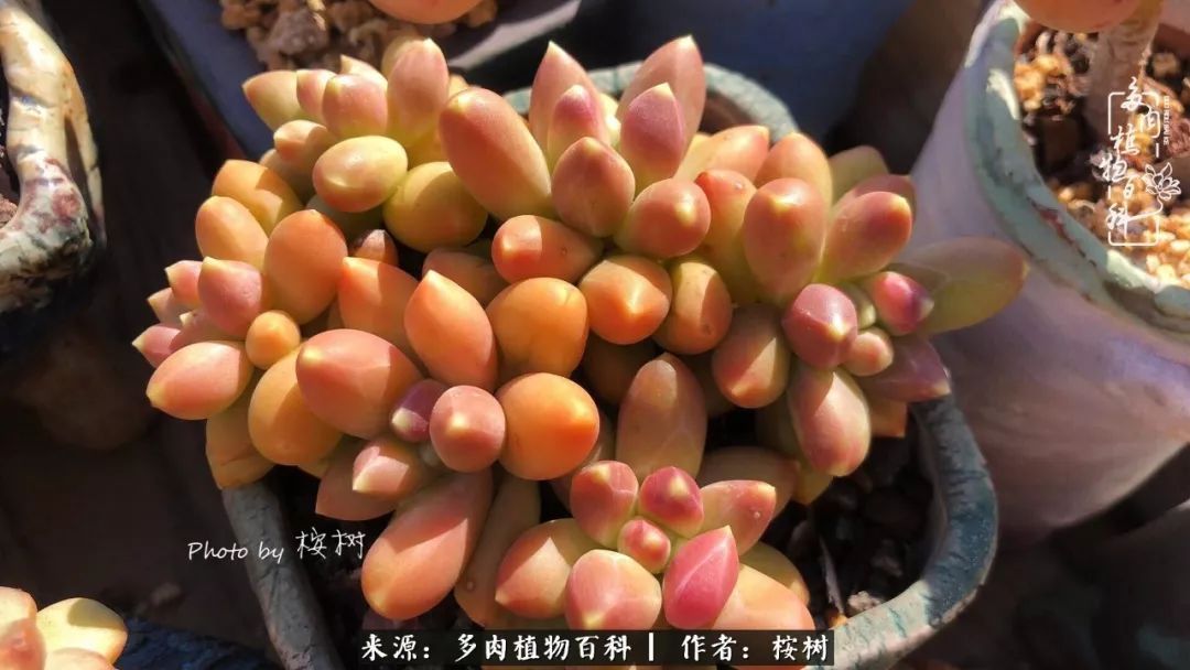 多肉度夏经验谈四季皆露养,兢兢业业养肉三年半!