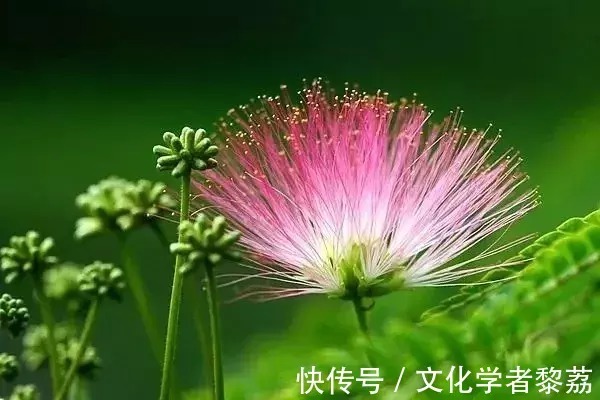 梧州!故乡的合欢树