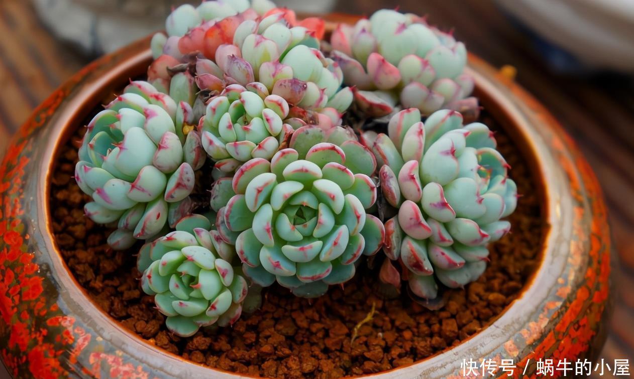 光照|养多肉安全度夏该注意的地方