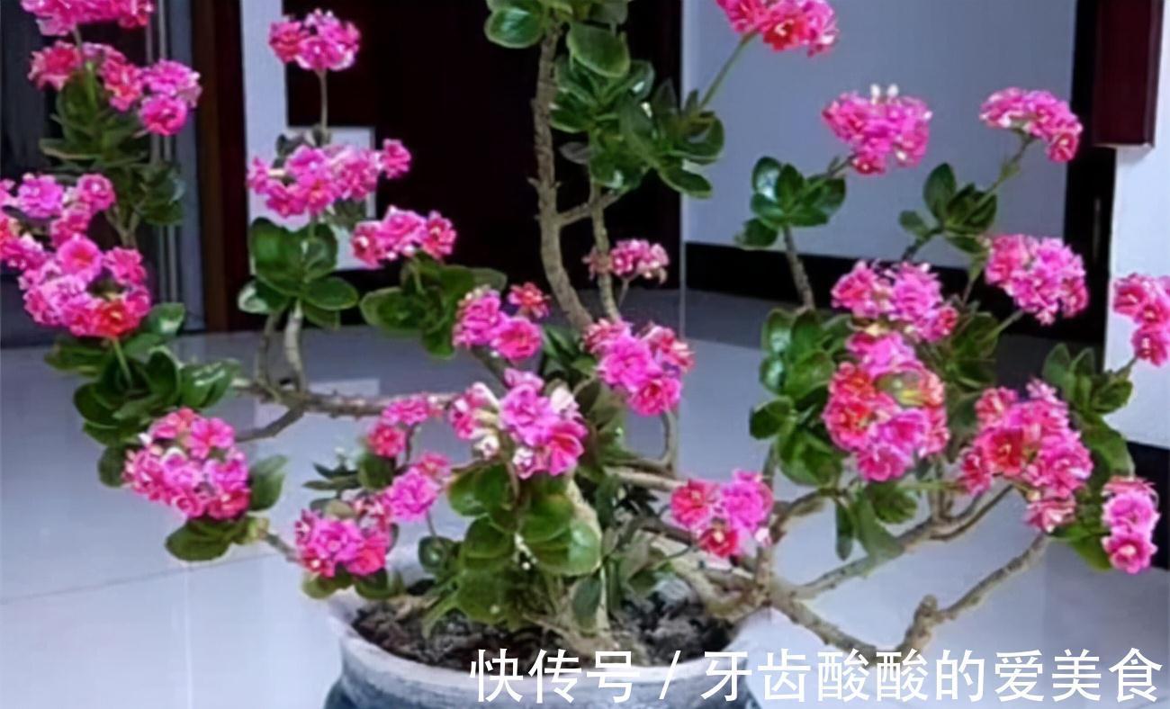 五种“大老桩”却要小盆养，用对盆，少管多晒更利于生长