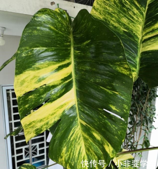 绿萝养久了,居然变成了龟背竹,还开背了!