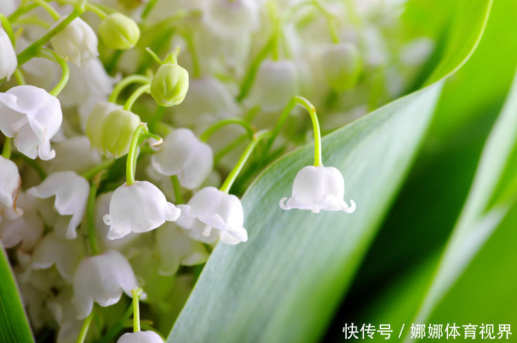 阳台上|此花颜值高,开花惊艳,开花勤爱爆盆,一开大半年哦!