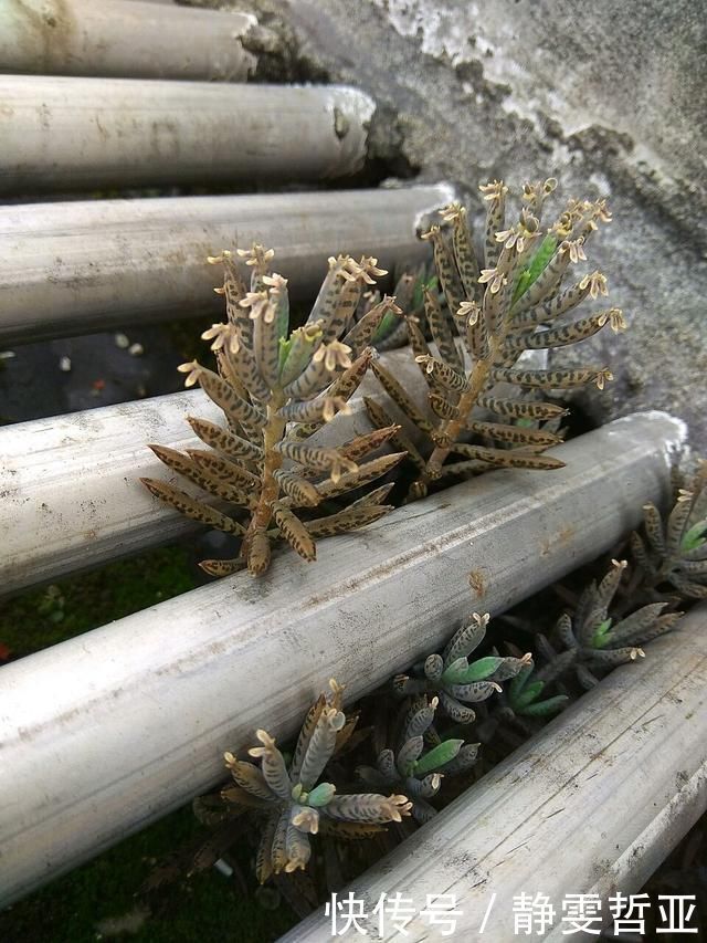 家庭养6种花“要当心”，容易出现“生物入侵”，天天起来要清理