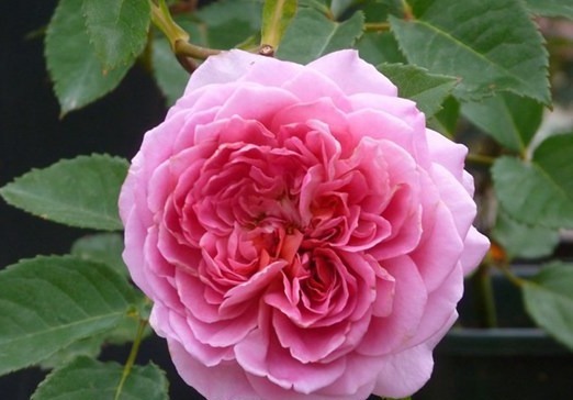 喜欢菊花,不如养盆“玫瑰珍品”法国礼服,似美人飞舞,美丽妖娆