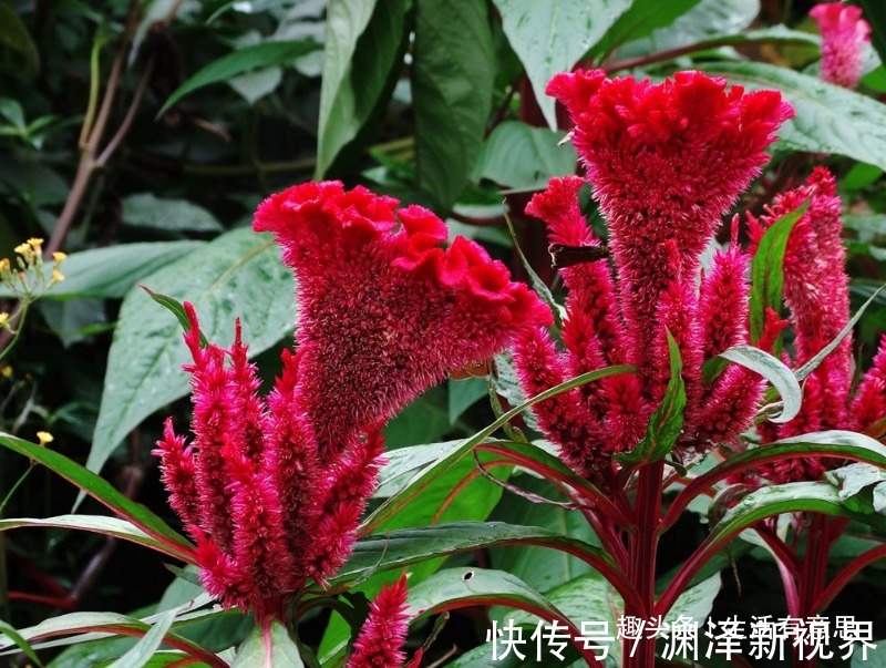 花坛|此花,有人称之“花中之禽”,实则滋补强身,掌握技巧养出花坛