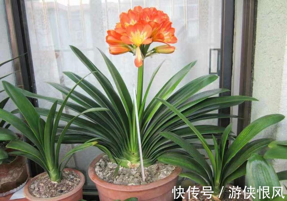 天气冷气温低,这些花要干养,少浇水才不易受冻和烂根